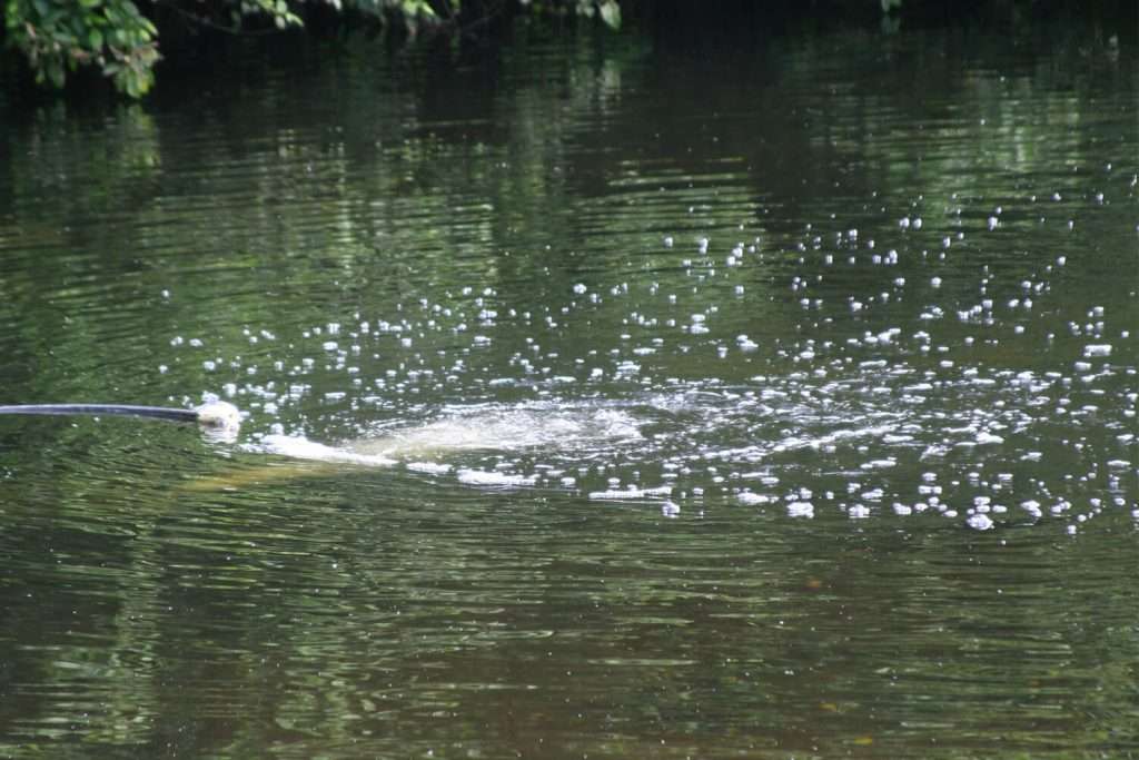 Otterbine Aspirator Aerator producing bubbles and circulation in a pond