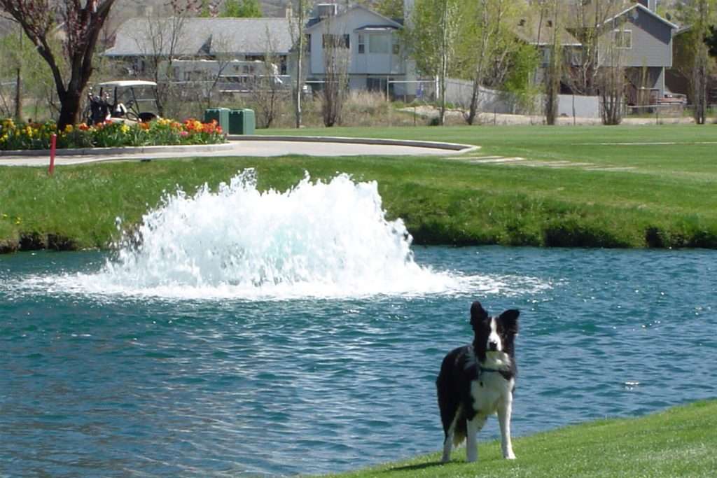 Otterbine High Volume fountain in a pond at a park with a dog standing nearby