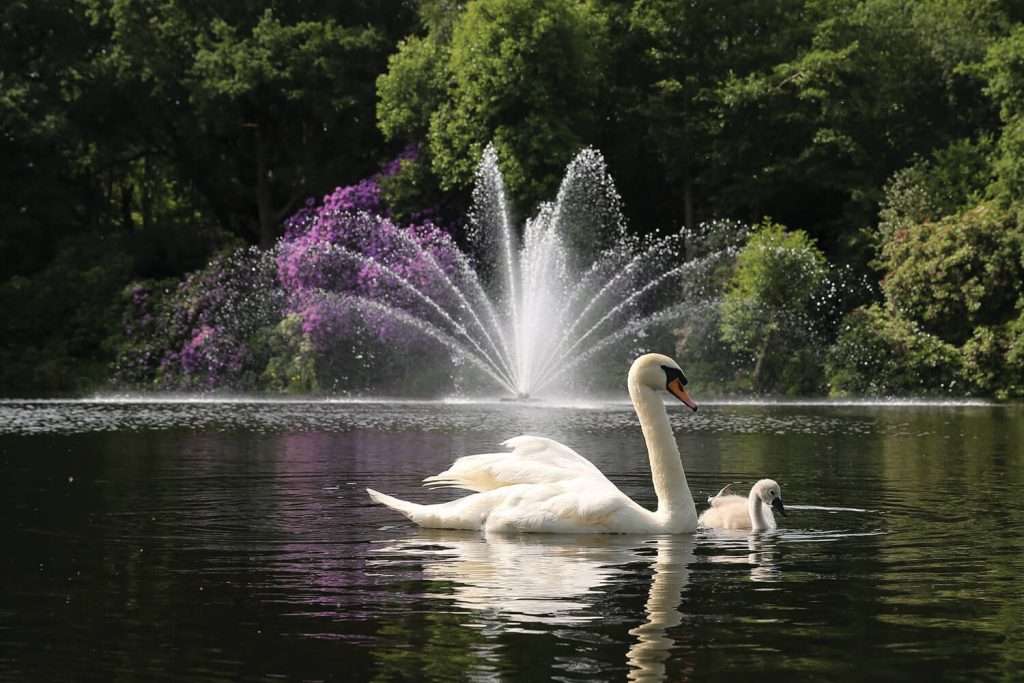 Swan and cygnet swimming near fountain in lush garden.