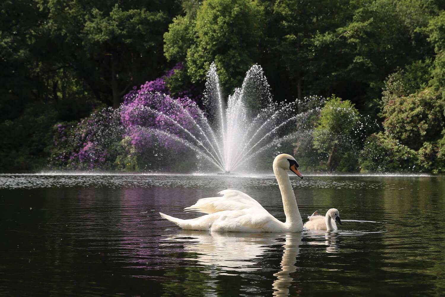 Swan and cygnet swimming near fountain in lush garden.