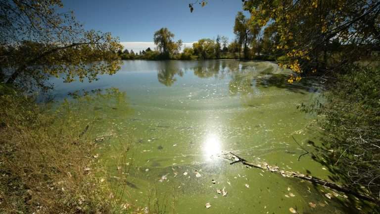 Why Does My Pond, Lake or Dam Smell Bad?