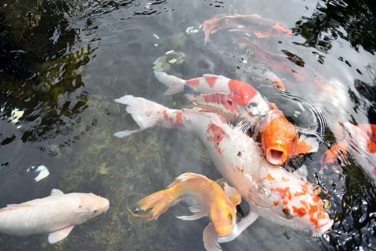 Why Are Fish in my Pond, Lake or Dam Struggling or Dying?