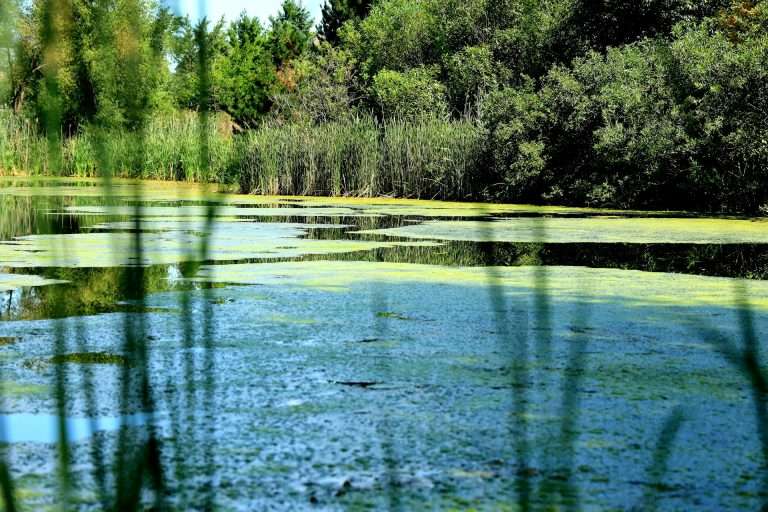 Why Does My Pond, Lake or Dam Always Look Green?